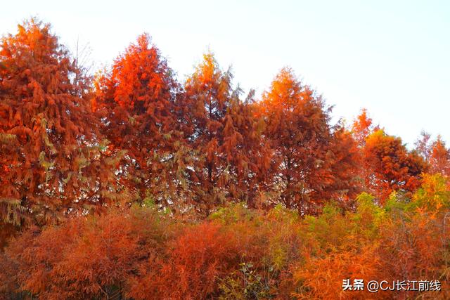 河南淮滨：地标上的乌龙港红杉林