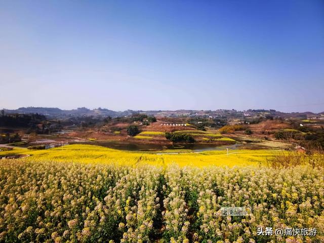 正月春光好，自贡青龙湖油菜花海已提前绽放！