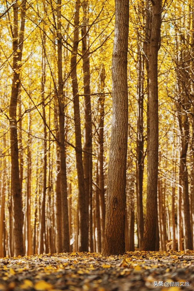 美爆！美爆！超全攻略！超出片！🤳昆明银杏黄金倒计时，抓紧时间冲~