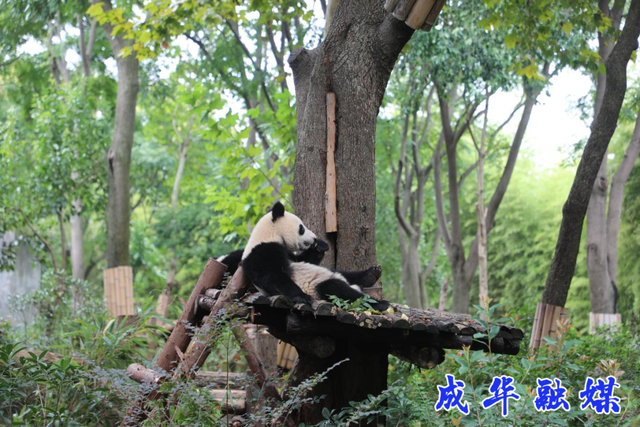 快冲！人人人人人，但真的好耍！| 成华融媒