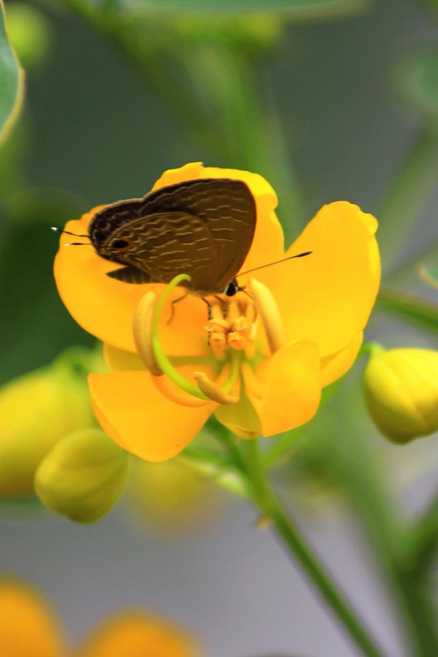 《玉兰王国》之捕鱼记