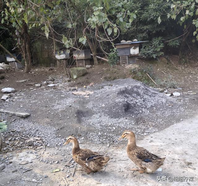 户外徒步之挑战缙云九峰，从健身梯道到狮子峰，走了四小时