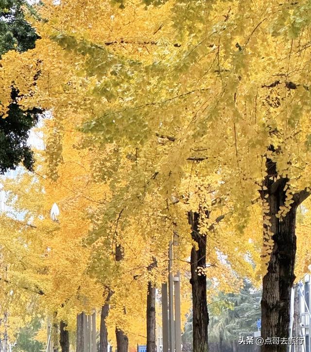 成都市中心最美银杏观赏地，这6处你去过吗？都不要门票！