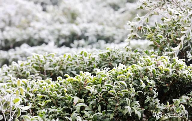 寒潮“炫技”成功！三江这地方浪漫值拉满