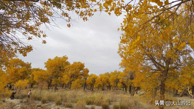 2025国庆西北自驾游（3）：黑城弱水胡杨风景区