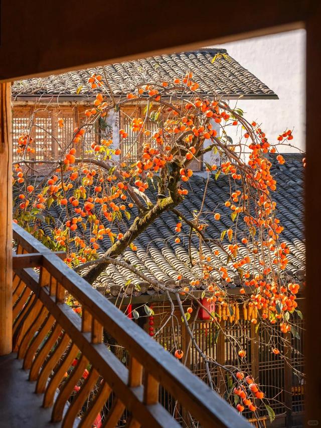 安徽一男子，因“老屋的一棵柿子树”走红，美成一幅画，好治愈吖