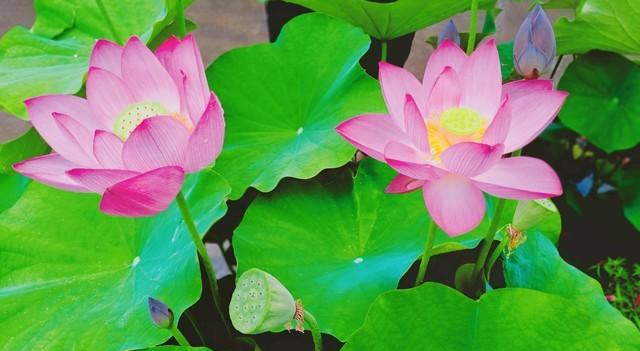 过了50岁，尽量不要让身边的亲人“借运”，避免让自己晚景凄凉