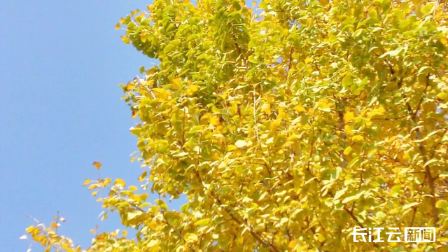 评分秋色：随州为啥被称为“杏”运城市？