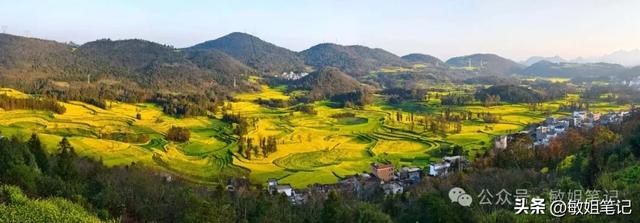 【滇东南游记·二】罗平:在金色花海里追一场春天的光影