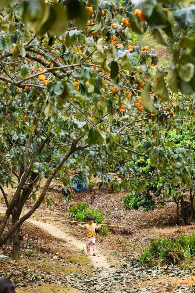 红透山野！从化密石村鸡心柿正当时，解锁“赏柿+住宿+畅行”秋日慢生活