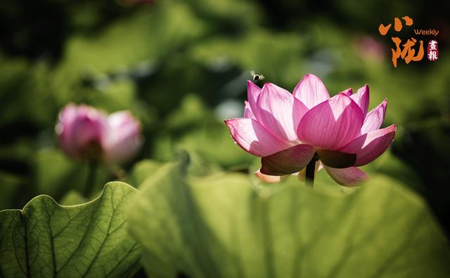 【小陇画报·411期】永靖：太极岛荷花盛开 一池诗意等您来