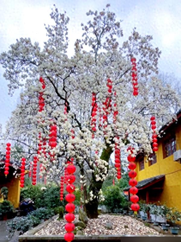 浙江一棵500年玉树	，因开花太仙走红，宛如人间玉树，拍照人挤人