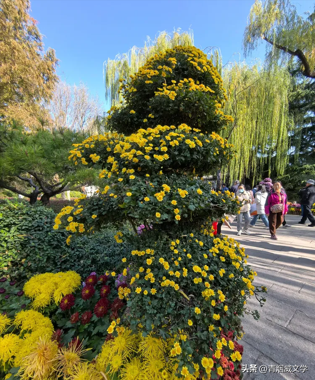 趵突菊韵 锦绣泉城