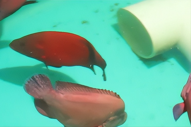 大国重器！沙海粮仓之后再现海上粮仓，15万吨级国字号重器成关键