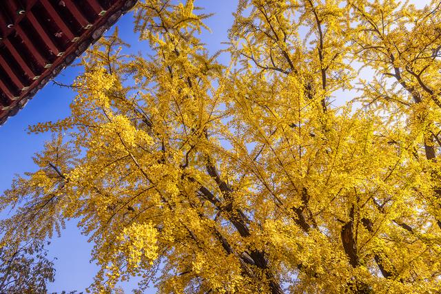 初冬玉泉寺金叶飘飘
