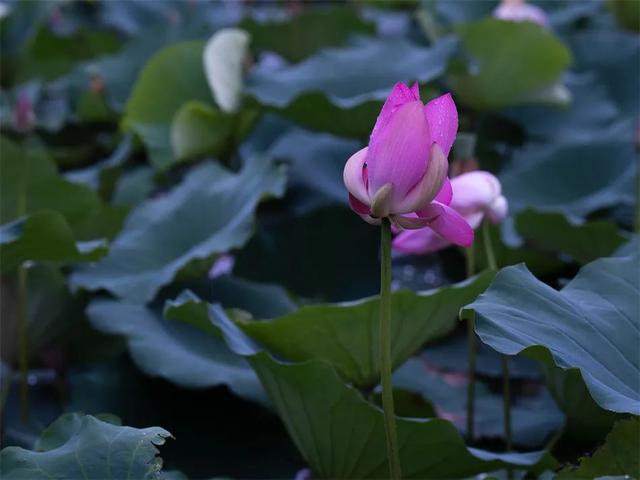 镜瞰秦州·荷韵