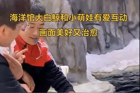 海洋馆白鲸追着小女孩贴贴图片