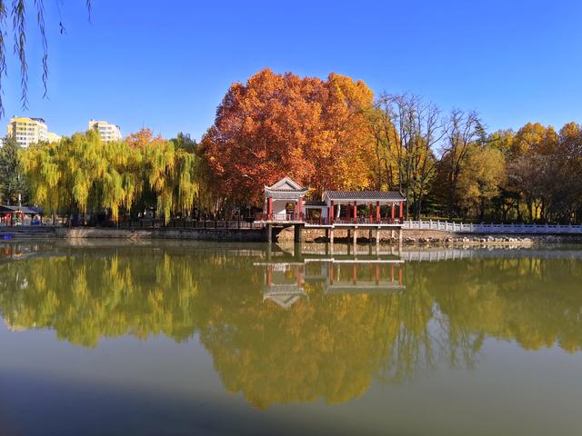 初冬，石家庄裕西公园落叶飘飘！