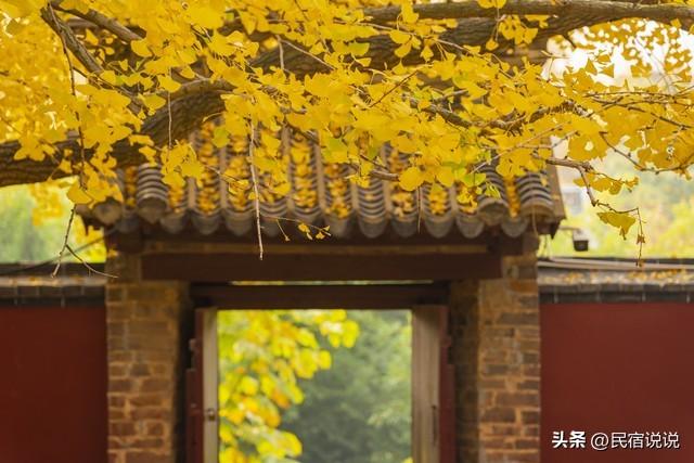 十大银杏观赏地之一的山东浮来山真的黄了！