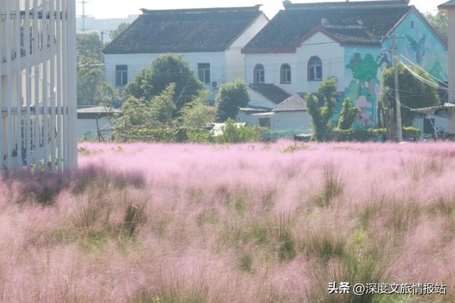 太粉了！太美了！苏州秋日的限定浪漫，是这片“粉色云雾”给的~