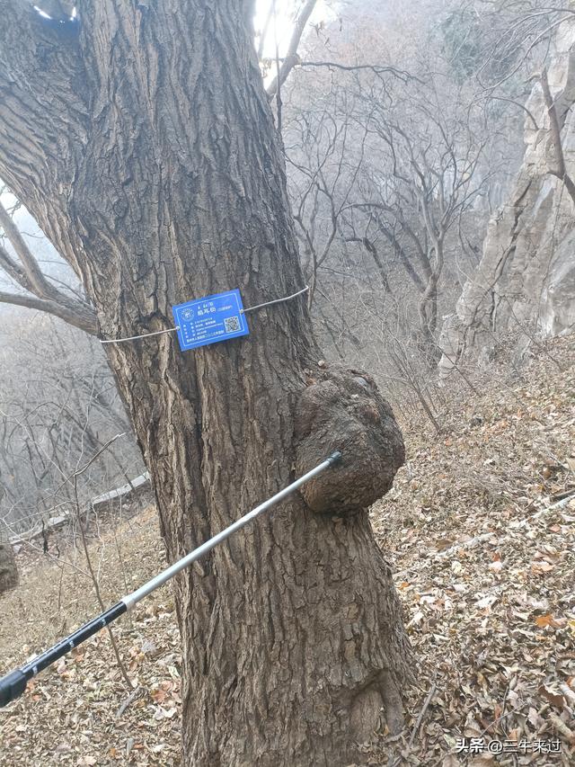 无为在歧路，免费仰天山