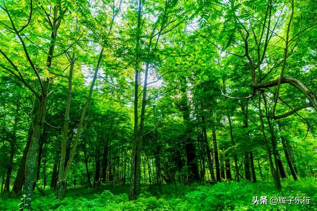 探秘中国最美古树群——吉林长白山古树公园
