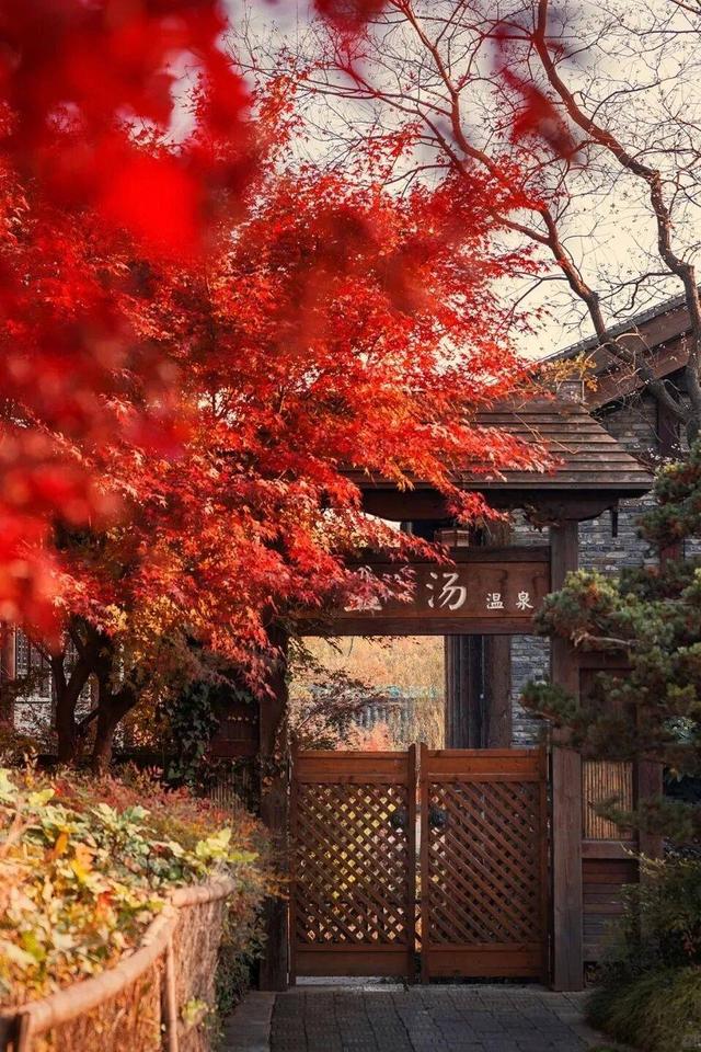 “植愈力”满分！金坛茅山秋冬植物大赏~