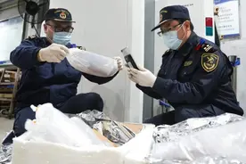 文锦渡海关查获双色鳗鲡及日本鳗鲡活体鱼苗，数量达11万条图片