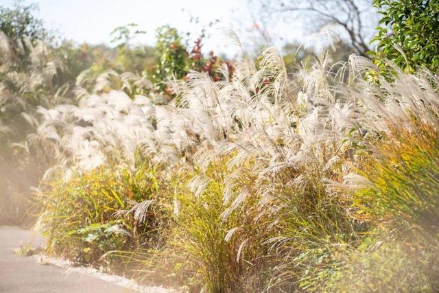 “植愈力”满分！金坛茅山秋冬植物大赏~