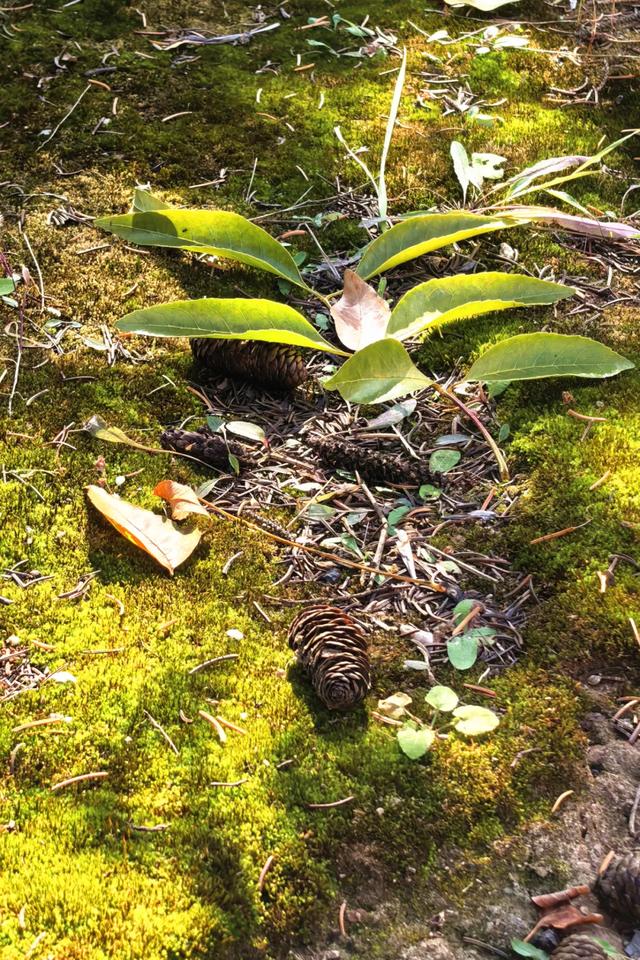 北疆文化 遇鉴赛罕 | 秋色漫卷赛罕:快将秋日打包,赶赴一场赛罕秋约!