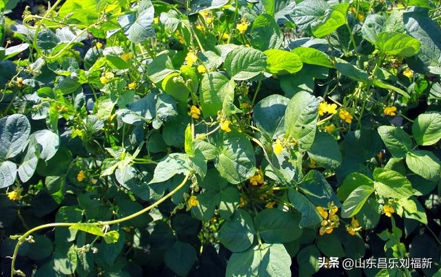 走亲曹家庙（一）