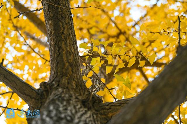 宿迁这条大道“美出圈”！满城尽带“黄金甲”，等你“杏”会