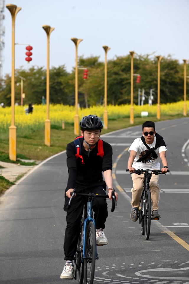 成都绕城绿道变“金色长廊” 市民花海骑行打卡忙