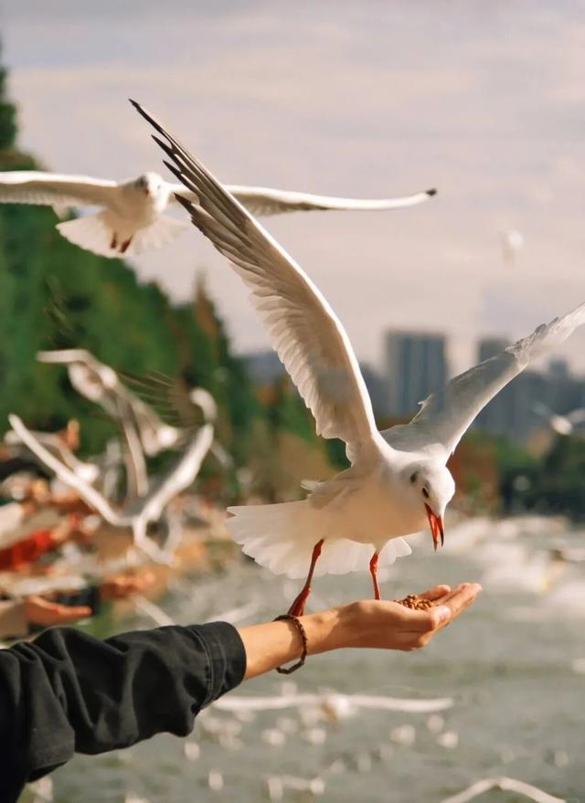 这个静谧小渔村，藏着彩虹桥、木栈道、老渔船、湖光鸥影……