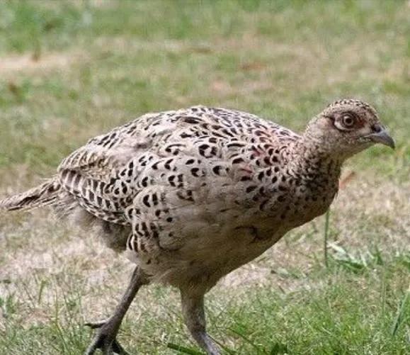 “上午立冬大雪封门，下午立冬单衣过冬”，今年立冬上午还是下午