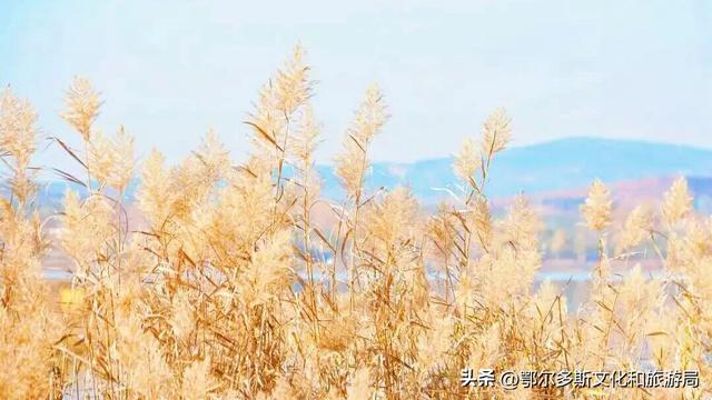 美到词穷！鄂尔多斯的秋天，每一帧都是壁纸