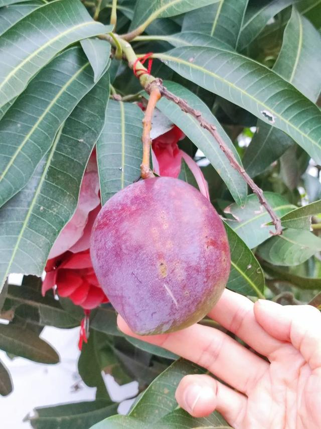 见广记2：香蕉花开