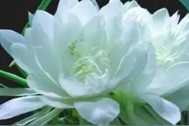 天山雪莲花，菊科风毛菊属，多年生草本植物，乃圣洁之花图片