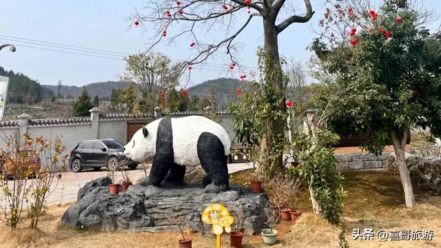 探秘湘西熊猫乐园：凤凰中国大熊猫苑