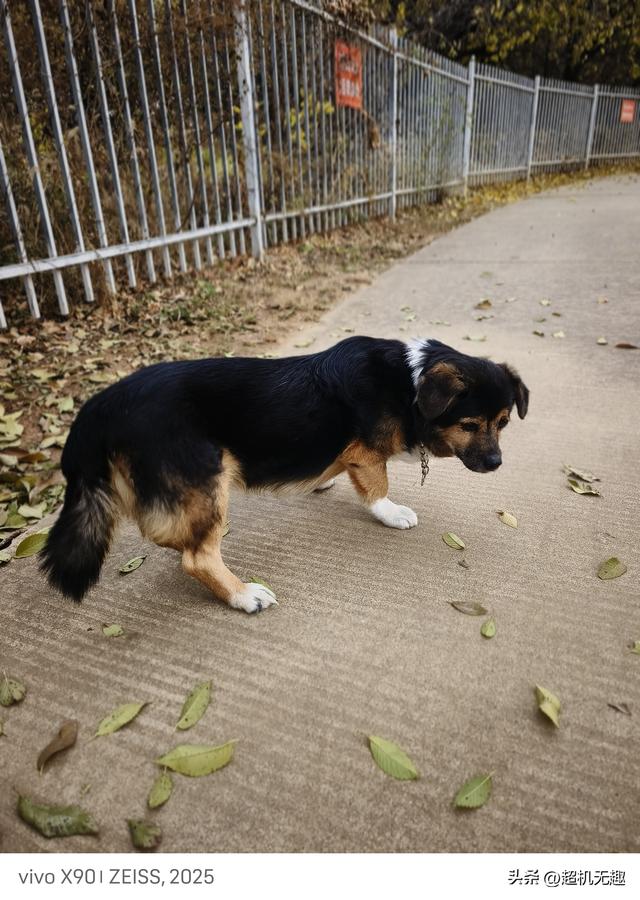 我家狗吃屎那天我的影像记录中