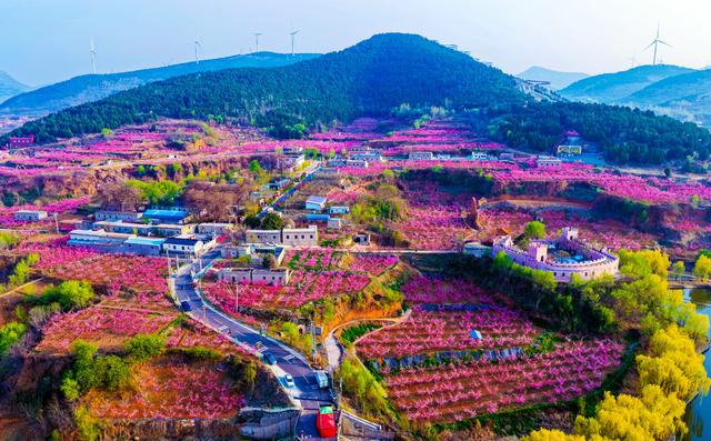 肥城桃花开成海 桃源春风醉若仙