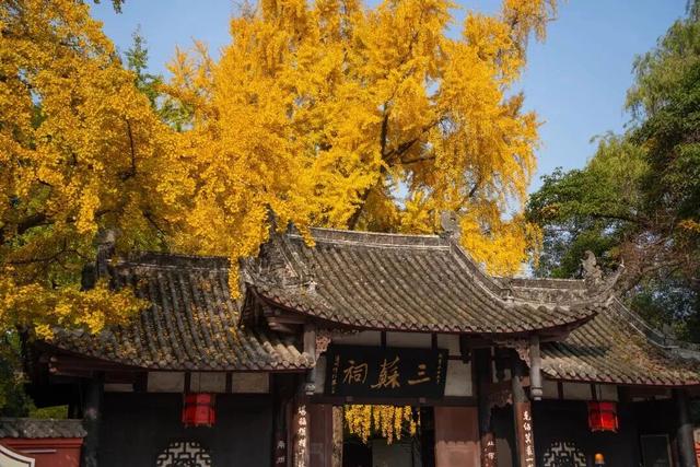 【美丽四川】一年一度朋友圈银杏比美时刻又来了！