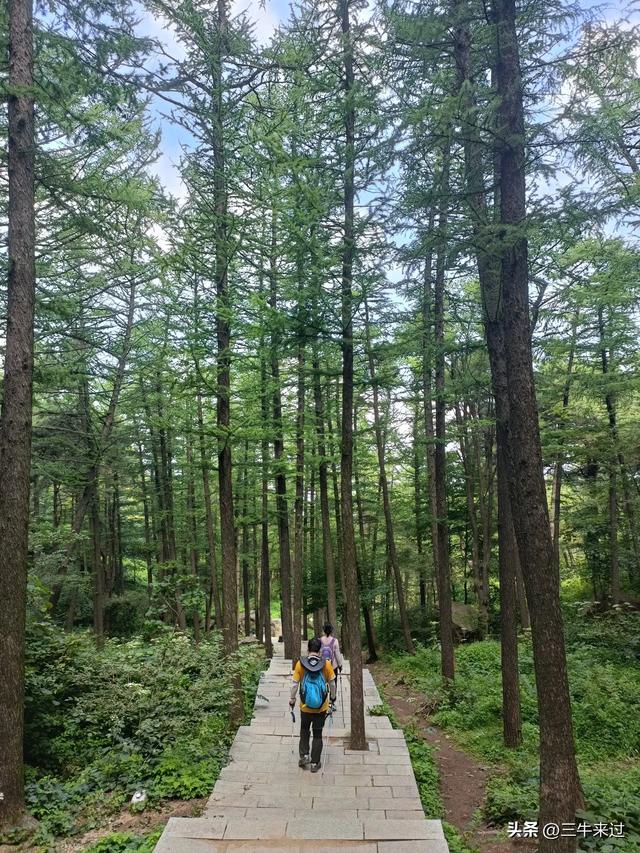 无为在歧路，避暑去鲁山