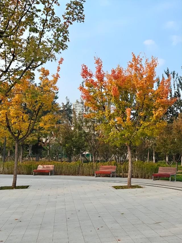 首发动态 | 康馨城市森林公园：以绿为底，解锁全龄共享新体验