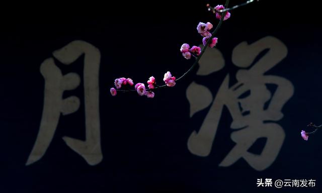 昆明大观公园梅花开了