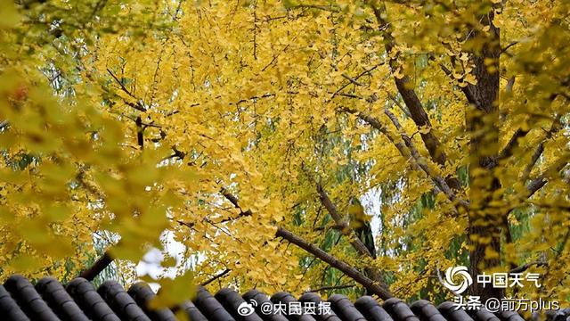 转存收藏！2025银杏观赏地图来了