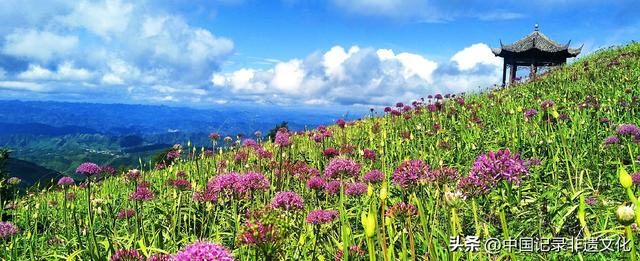 六盘水韭菜坪：踏秋避暑的梦幻仙境，野生韭菜花惊艳绽放！