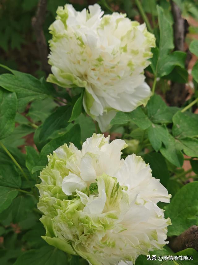 身为洛阳人，年年去牡丹园看花