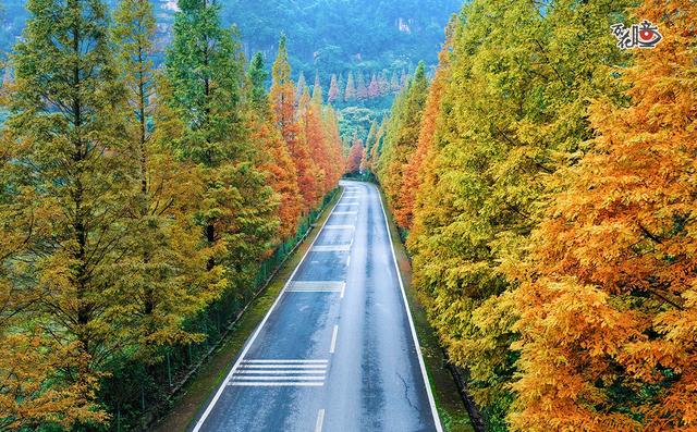 万花瞳｜限定版“彩林森林” 这是属于山城的冬日浪漫