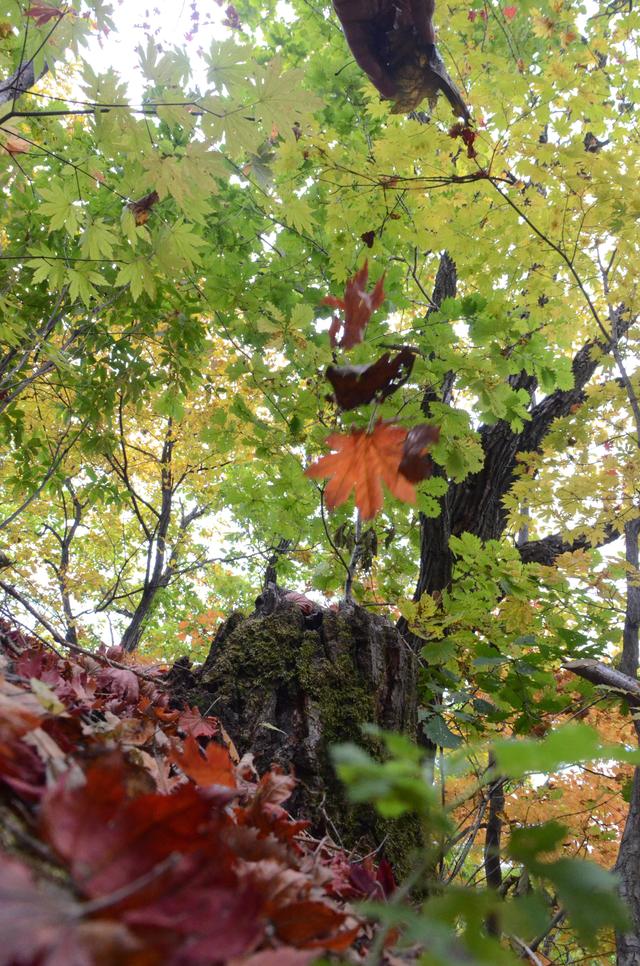 邂逅身边的绝美秋色